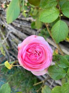 Villas VILLA NIMES BARTHEROES 3 Chambres : photos des chambres