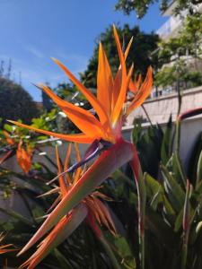 Apartmani BaSaDa by the sea Kuciste - Perna, Peljesac - 4545