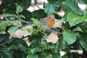 Natuurhuisje aan Duinrand