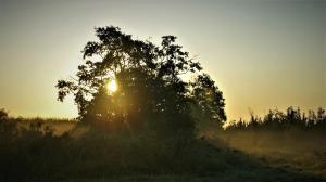 Natuurhuisje aan Duinrand