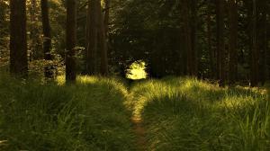 Natuurhuisje aan Duinrand