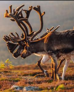 Idre himmelfjäll ski inski out BastuSauna Skidor Natur Vandring Fiske