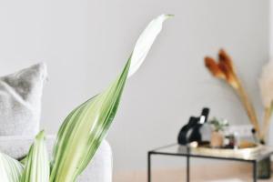 Appartements Appartement cosy parking privee : photos des chambres