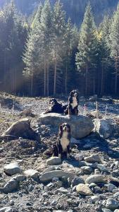 Ferienwohnung Chow Chow