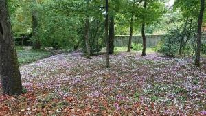 Maisons d'hotes Le Buisson : photos des chambres