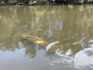 Northern Point of Treasure Island, New Port Richey