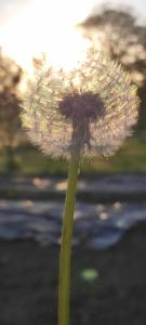 Csodakert Vendégház