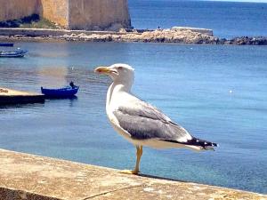 Lato Nord il Rosso vicino al mare