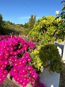 Il Nido dei Venti img22