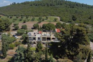 3 Olive Trees - Sithonia