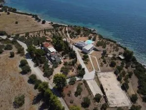 3 Olive Trees - Sithonia - Ormília