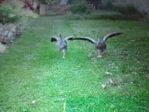 Miloute à la Montagne - 巴涅尔德比戈尔