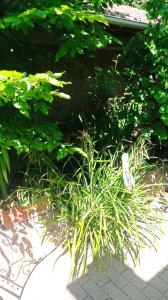 Appartements Garden Duplex : photos des chambres