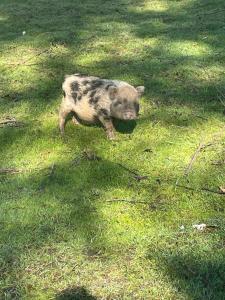 Maisons d'hotes Chalet au coeur de la nature : photos des chambres