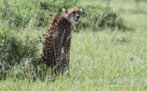 Emayian sekenani camp