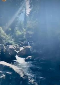 Mystic Vibes - Jibhi