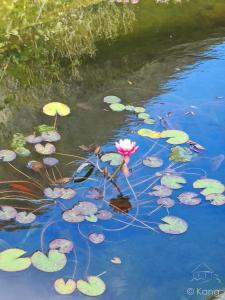 Maisons de vacances Chaumiere a l-etang des anemones : photos des chambres