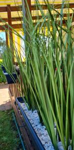 Campings GRAND BUNGALOW frond de mer sur la Cote d'Opale : photos des chambres