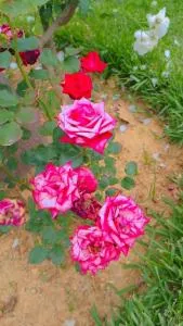 Asilah marina golf - Dmina