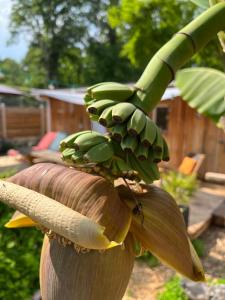 Maisons d'hotes SOCOA LE CABANON : photos des chambres