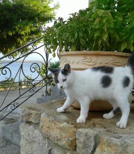Niriides Parnassos Greece