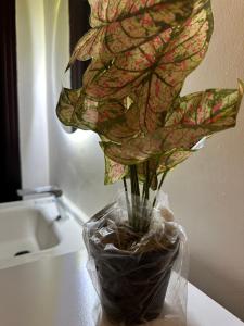 استديو رقم 8 بدخول ذاتي واثاث انيق