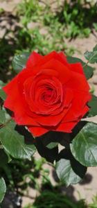 City Center Luxury Spacious apt A&M