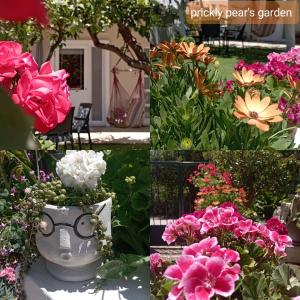 The Prickly Pear Apartment