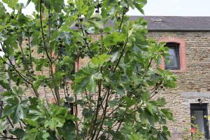 Le domaine des figuiers - Gîte des pèlerins
