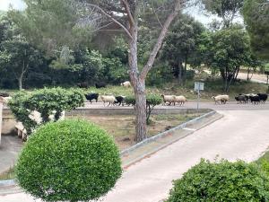 Appartements Studio climatise tout confort a 100 m de la plage : photos des chambres