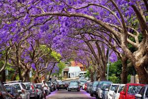 Cosy Federation Apartment Kirribilli 2 Bedroom #1