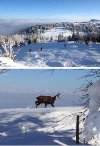 Appartements Le chamois mont d-or : photos des chambres