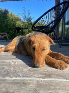 Domki Skandynawskie nad Pilicą, Biała Góra, mazowieckie