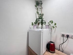 Monstera II - economy