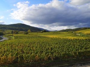 Cocon de caractère au cœur des vignes Alsaciennes