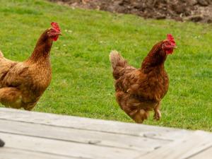 Chalet Sycamore Hot Tub Lodge by Interhome