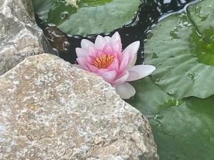 Lelle-kert Apartman 02