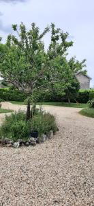 B&B / Chambres d'hotes La Mirabelle : photos des chambres