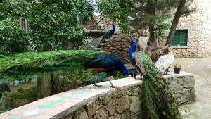 Seaside Villa in Porto Rotondo + Shared Pool img10