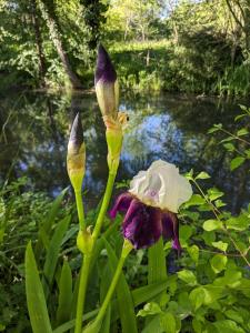 Campings Graines de nature - Ecolodges Insolites : photos des chambres