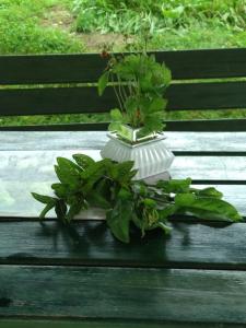 Dom z ogrodem w malowniczej okolicy Bieszczady