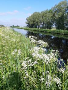 NEU! Ferienwohnung Zur Pusteblume