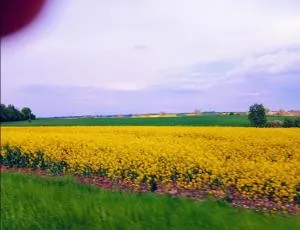 Nasy Holiday - Wilimy