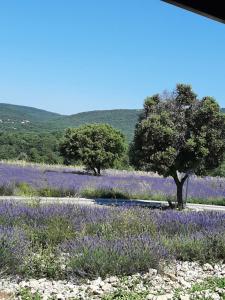 Sejours chez l'habitant Les Vignes : photos des chambres