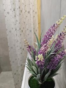 Whale Urban Apartments