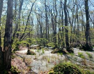 FeWo Kastanie - Ulenhoef