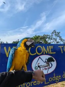 Rainforest Lodge del Rio - José Pobre