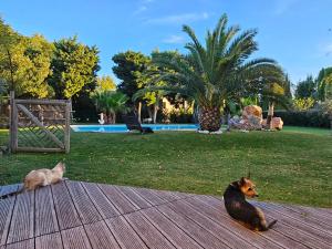 Maisons de vacances Mas provencal cosy avec piscine dans le Sud ! : photos des chambres
