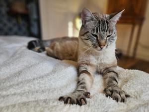 Maisons de vacances Mas provencal cosy avec piscine dans le Sud ! : photos des chambres