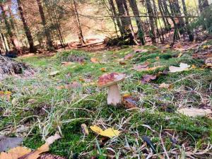 Appartements Le Perchoir, Gite 7 personnes, Le Grand Valtin : photos des chambres